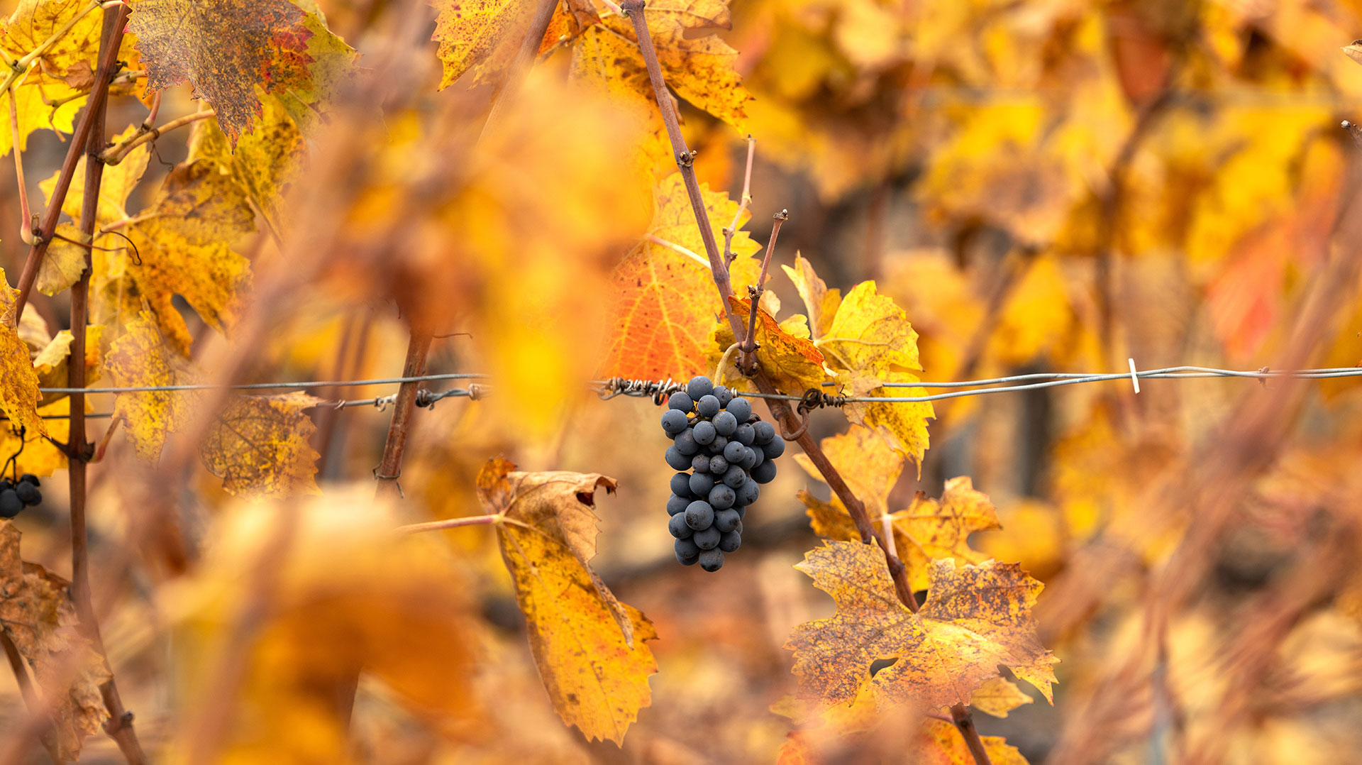 Trauben im Herbst in Reben von Fin Bec im Wallis, Schweiz