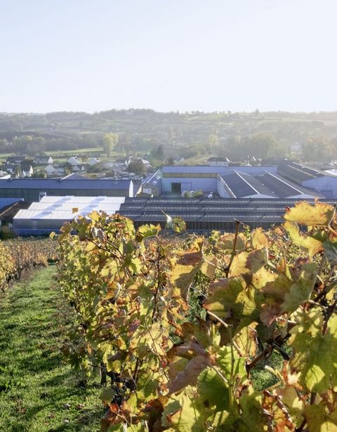 Bucher Vaslin in Chalonnes, and vineyards